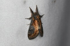 Notodonta scitipennis