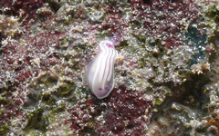 Mexichromis lemniscata
