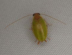 Plectoptera