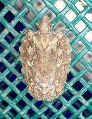 Pseudoflatoides