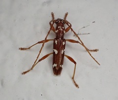 Linsleyonides portoricensis