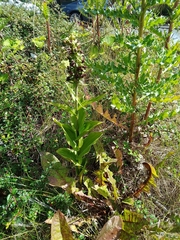 Epipactis helleborine