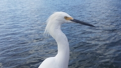 Egretta thula