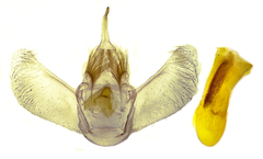 Eulithis diversilineata