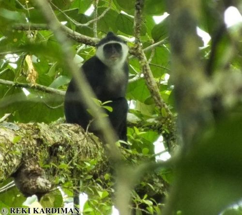 Mentawai Surili (Presbytis potenziani) — Critically Endangered Mammalia