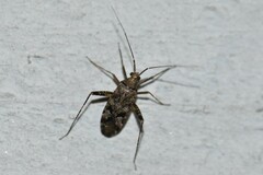 Phytocoris tiliae