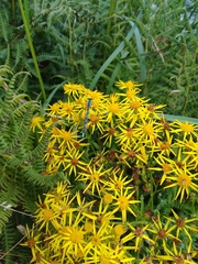 Enallagma cyathigerum