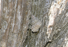 Tectarius grandinatus