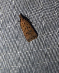 Dichomeris ventrellus