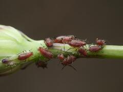 Uroleucon hypochoeridis