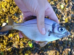 Boopsoidea inornata