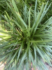 Ophiopogoneae