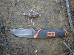 Asio capensis capensis