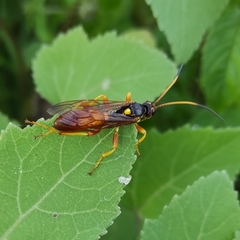 Callajoppa cirrogaster