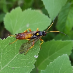 Callajoppa cirrogaster