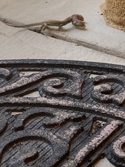 Aspidoscelis neomexicanus