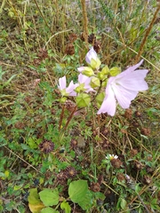 Malva moschata