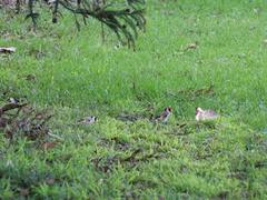 Carduelis carduelis britannica