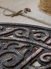 Aspidoscelis neomexicanus