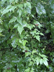 Clematis brevicaudata