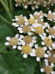 Pericallis malvifolia