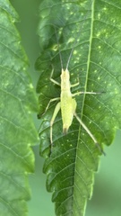 Oecanthus pini