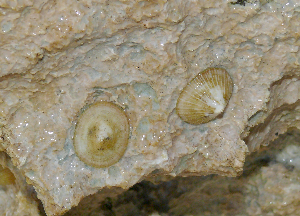 Eoacmaea conoidalis