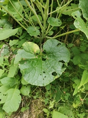 Pericallis malvifolia