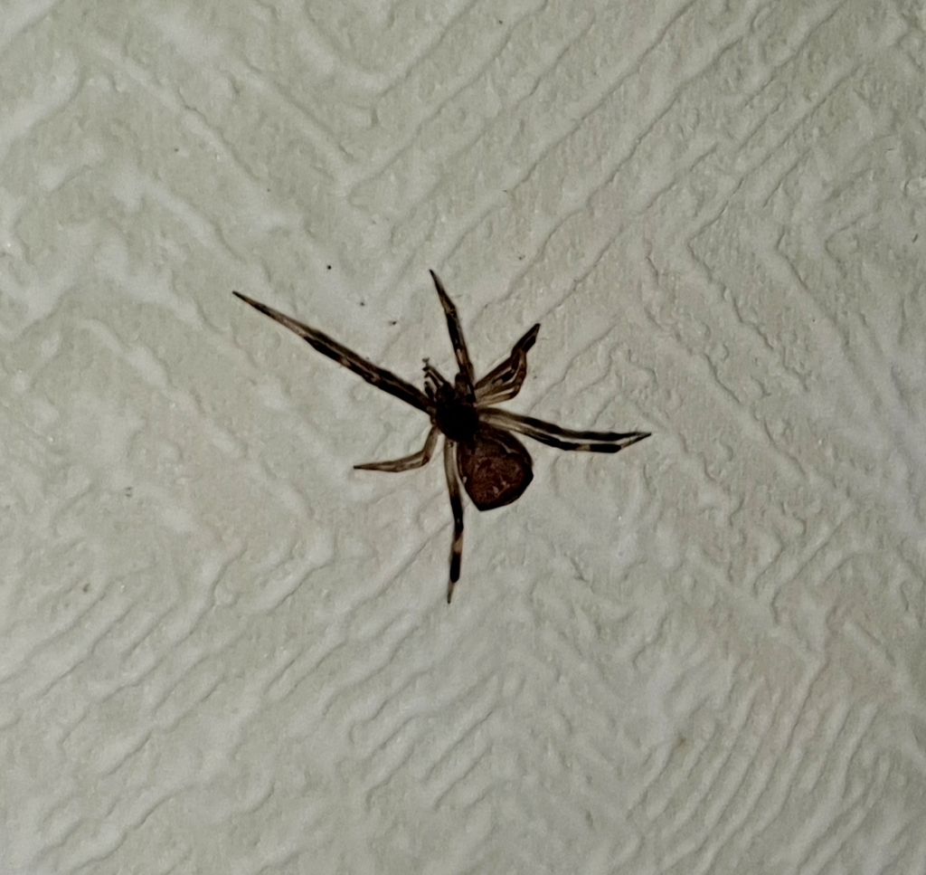 Episinus truncatus