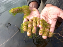 Hydrodictyon africanum