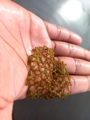 Hydrodictyon africanum