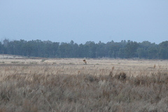 Asio capensis capensis