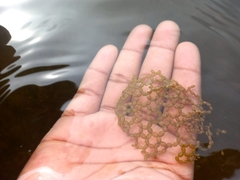 Hydrodictyon africanum