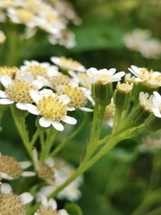 Pericallis malvifolia