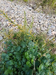 Barbarea vulgaris