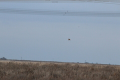 Asio capensis capensis