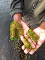 Hydrodictyon africanum