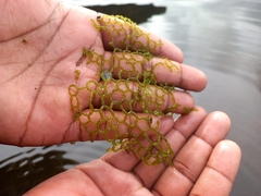 Hydrodictyon africanum