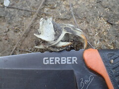 Otomys angoniensis
