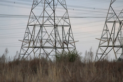 Asio capensis capensis