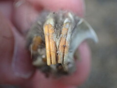 Otomys angoniensis