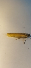 Eilema lutarella