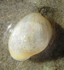 Papawera zelandiae
