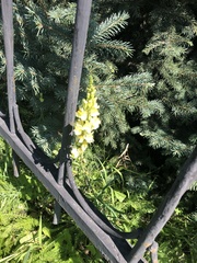 Linaria vulgaris