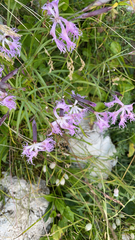 Dianthus superbus