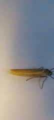 Eilema lutarella