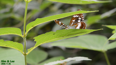 Limenitis doerriesi