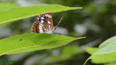 Limenitis doerriesi