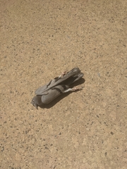 Columba livia domestica