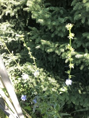 Cichorium intybus